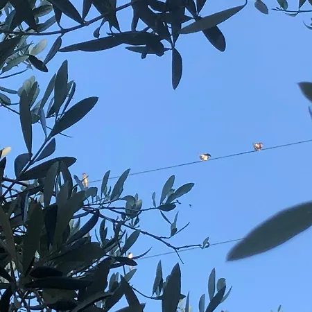 Il Platano Residenza Rurale Country house Agropoli